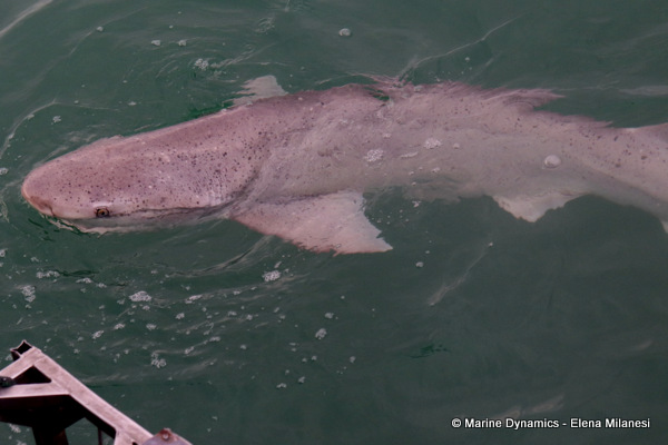 Broadnose Sevengill shark, South Africa 
